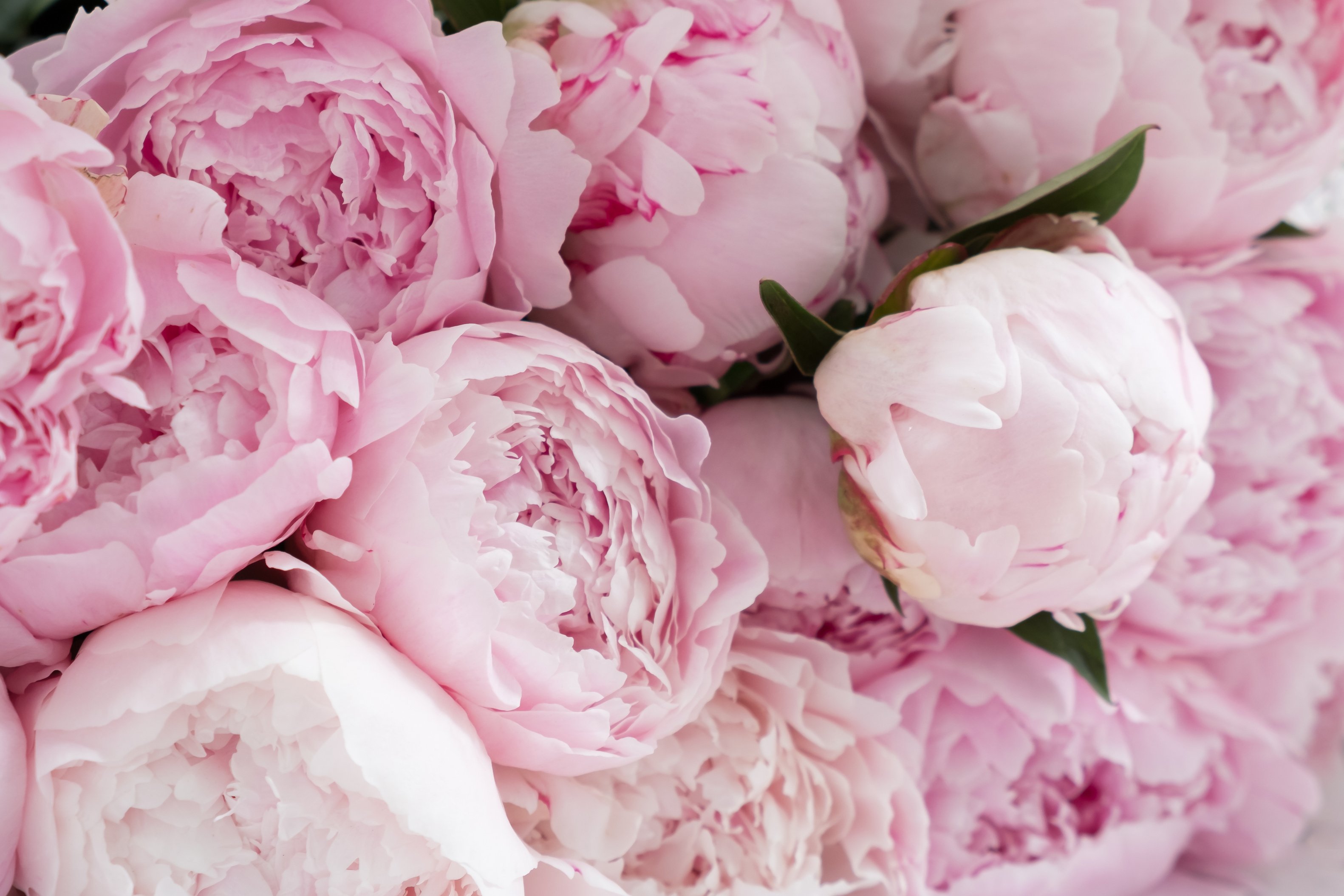 Peonies